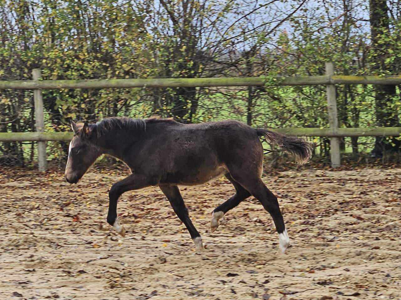 Ponette D perlino avec son poulain isabelle New forest 