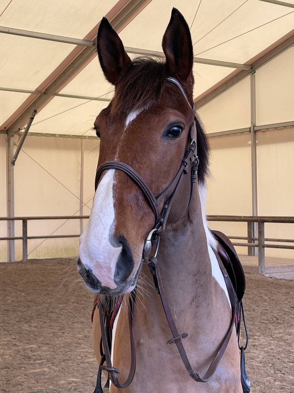 Hongre cheval de selle pie 7 ans 