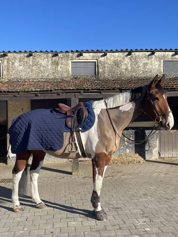 Hongre cheval de selle pie 7 ans 