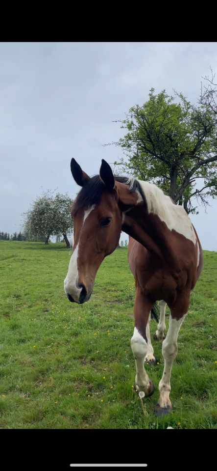 Hongre cheval de selle pie 7 ans 