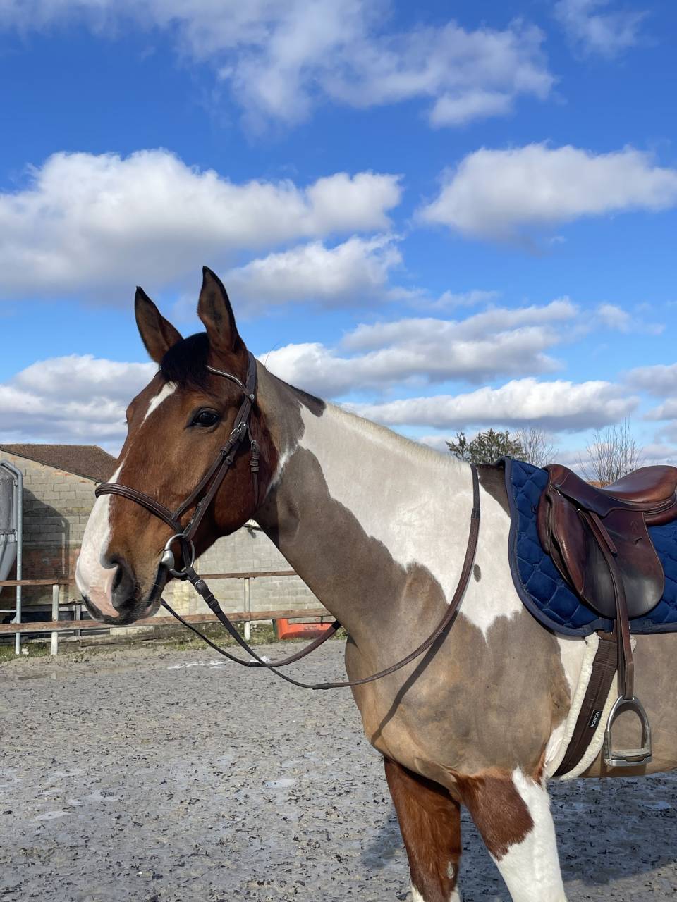 Hongre cheval de selle pie 7 ans 