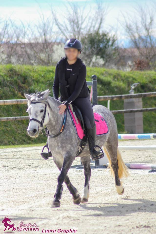 Poney &agrave; louer