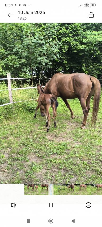 Poulini&egrave;re  SBS de 2011 Origine :Aragorn van schuttershof
