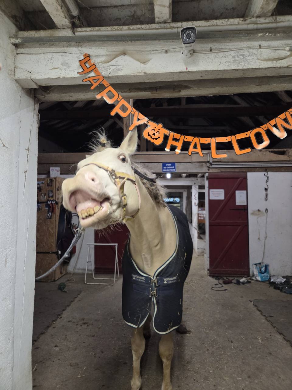 Entier cr&egrave;me pearl