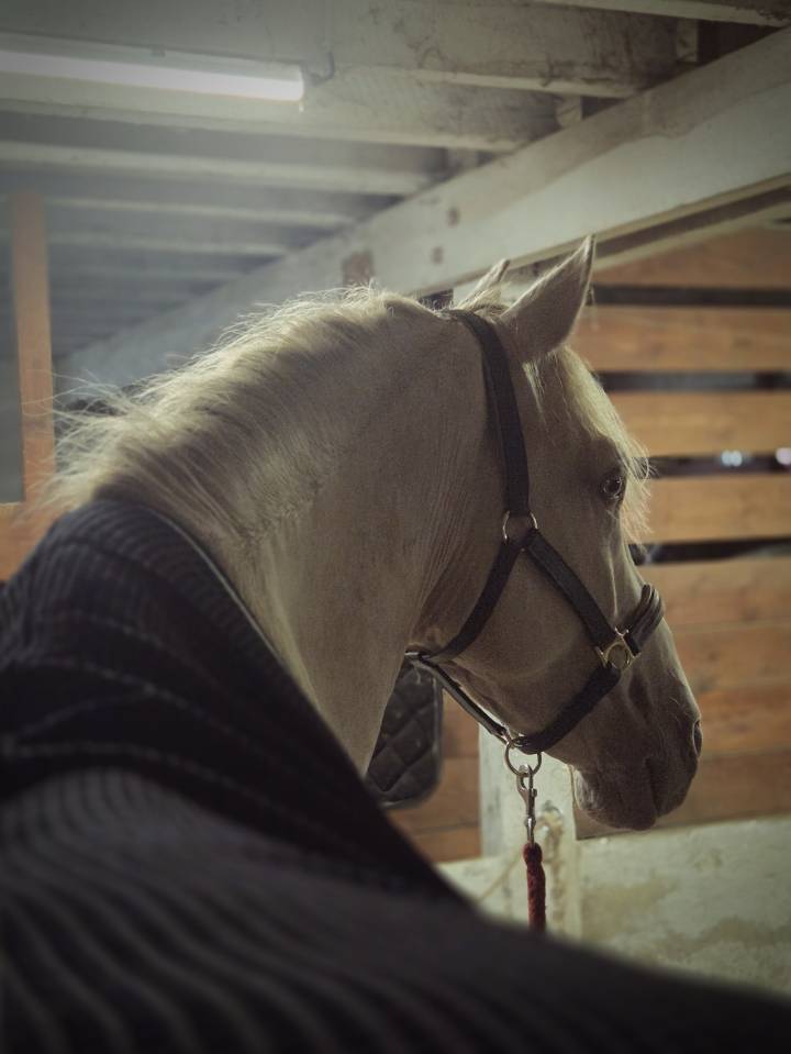 Entier cr&egrave;me pearl