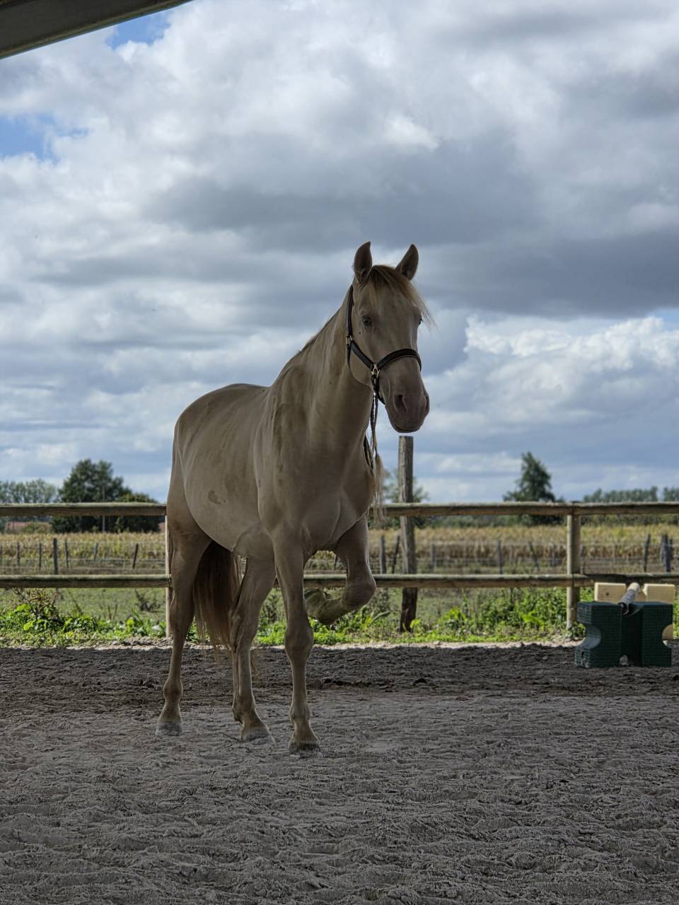 Entier cr&egrave;me pearl