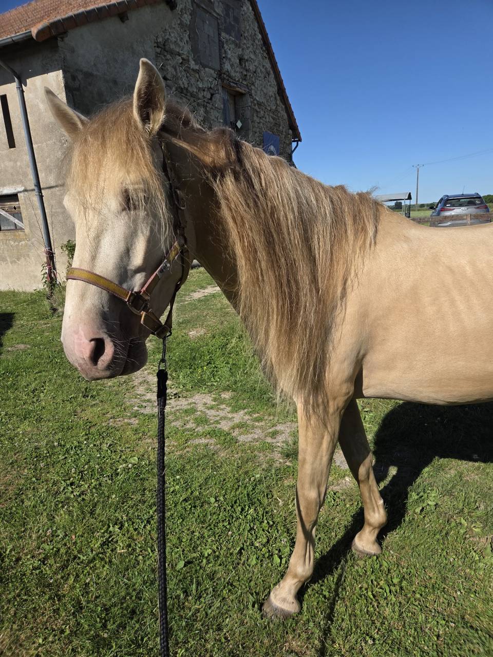 Entier cr&egrave;me pearl