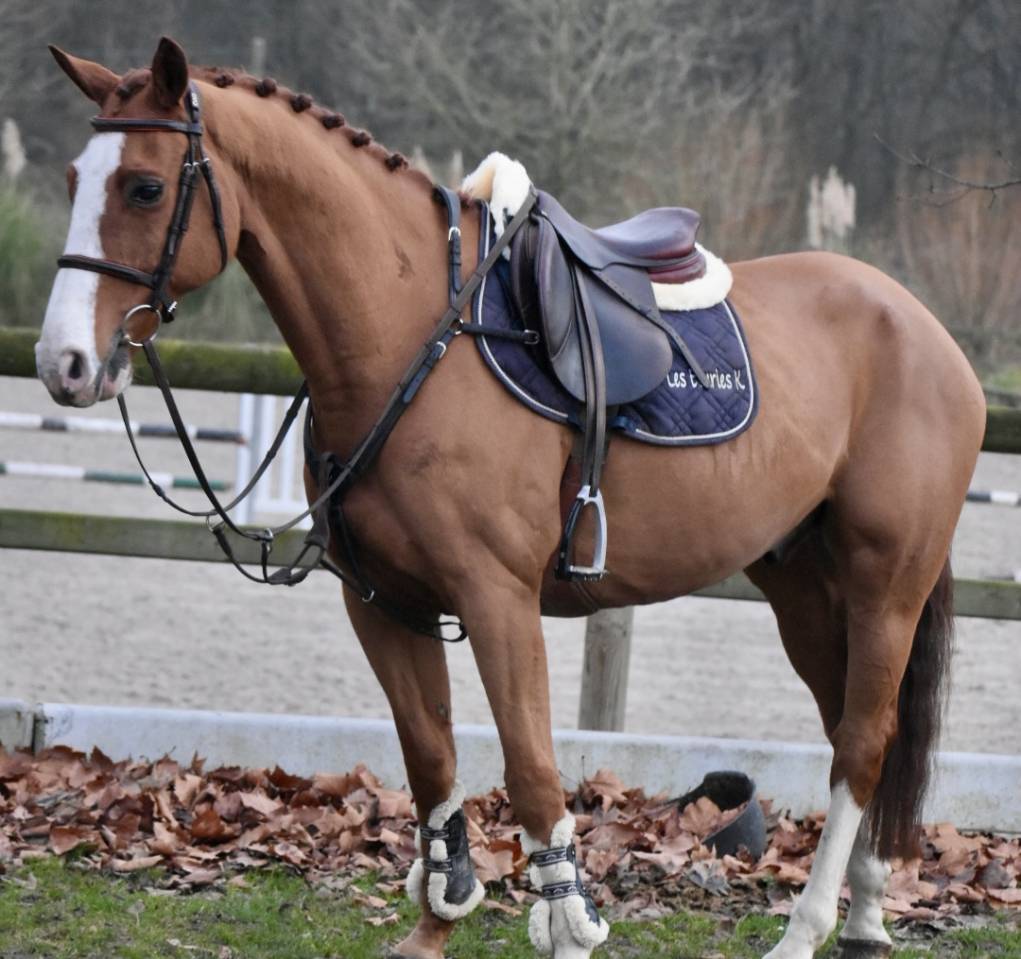 Chic petit cheval professeur 