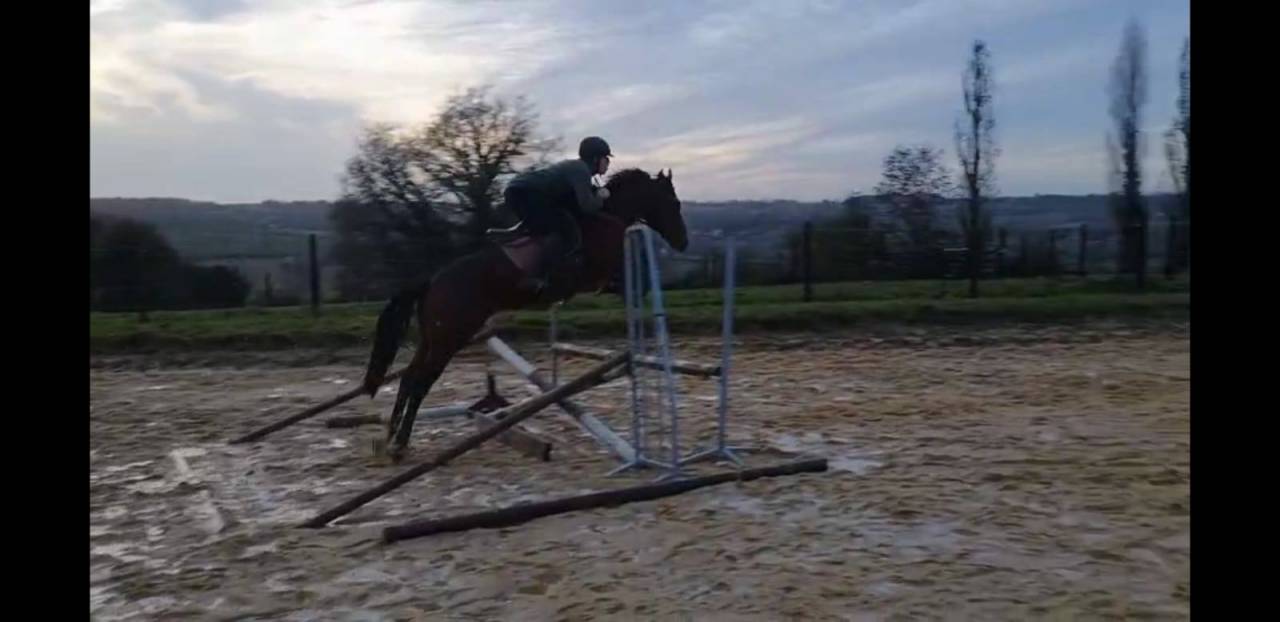 Entier 4 ans prometteur CSO/CCE