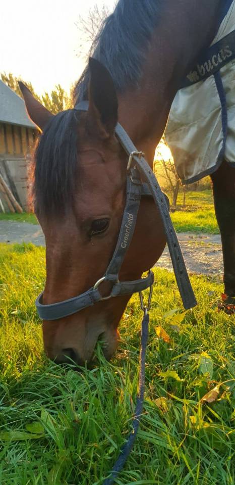 Entier 4 ans prometteur CSO/CCE