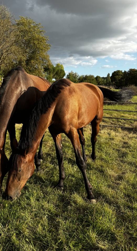 Jument - Trotteur Fran&ccedil;ais 