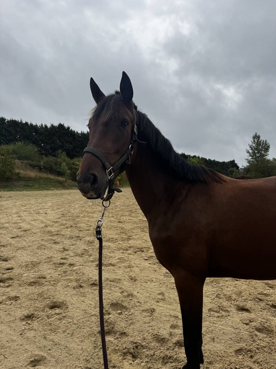 Jument - Trotteur Fran&ccedil;ais 