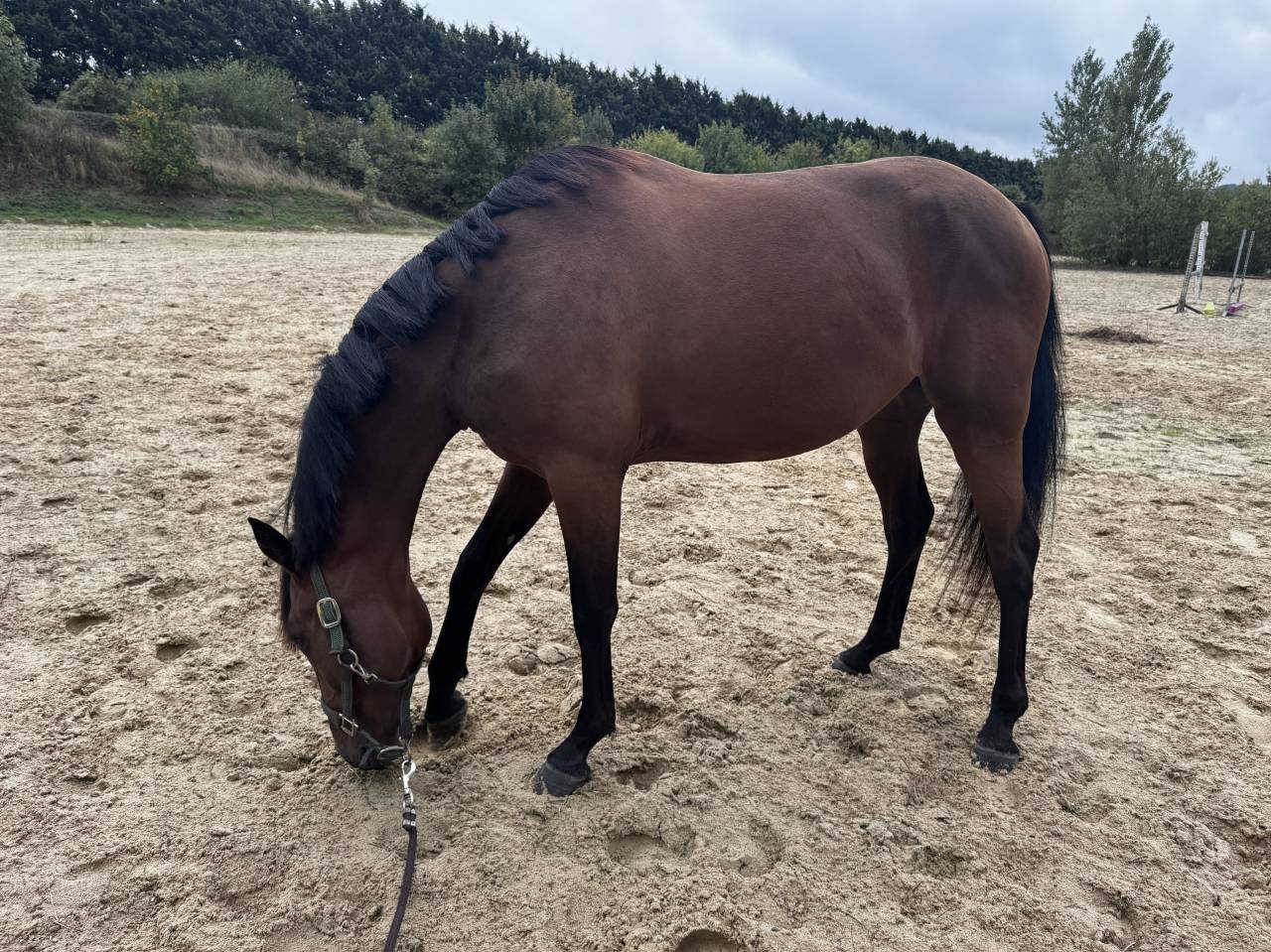 Jument - Trotteur Fran&ccedil;ais 