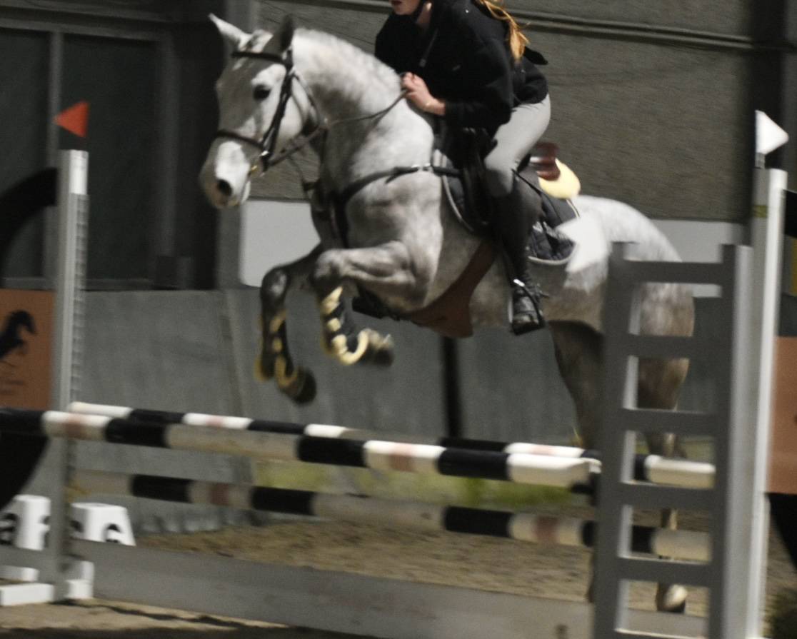 SUBLIME PONEY D CONNEMARA 