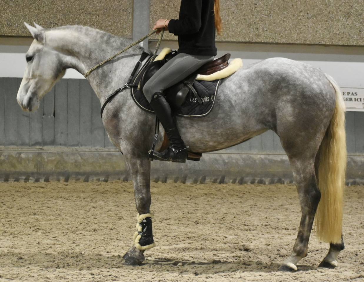 SUBLIME PONEY D CONNEMARA 