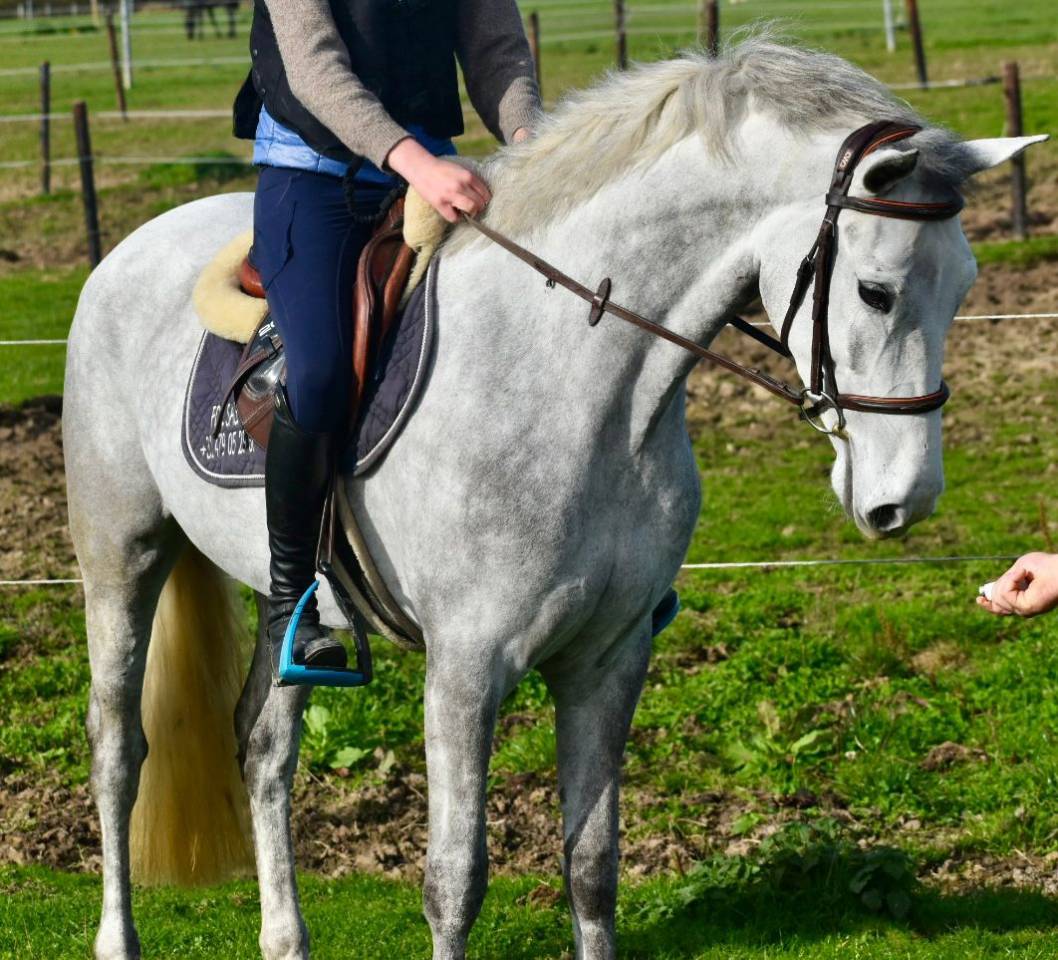 SUBLIME PONEY D CONNEMARA 