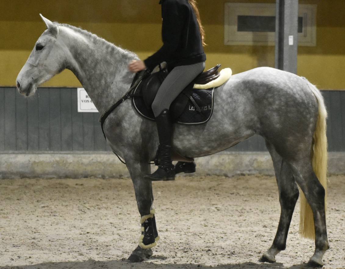 SUBLIME PONEY D CONNEMARA 