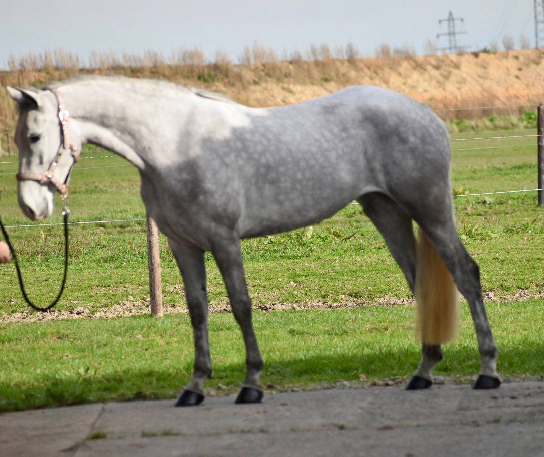 SUBLIME PONEY D CONNEMARA 