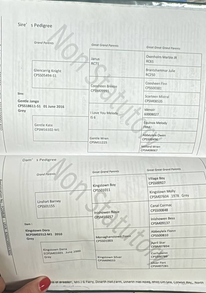 SUBLIME PONEY D CONNEMARA 