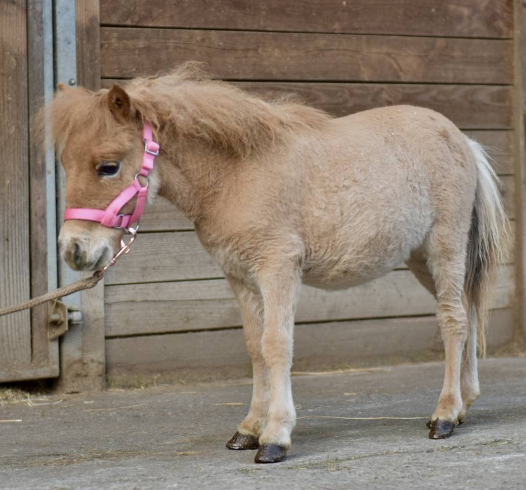 MINI HORSE 