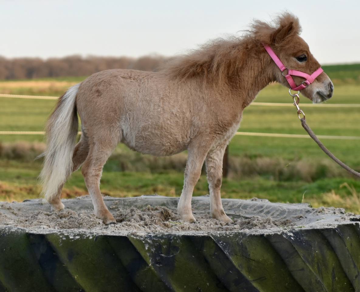 MINI HORSE 