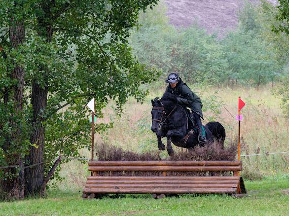 Saiilie Pur-sang. Arabe Noir 