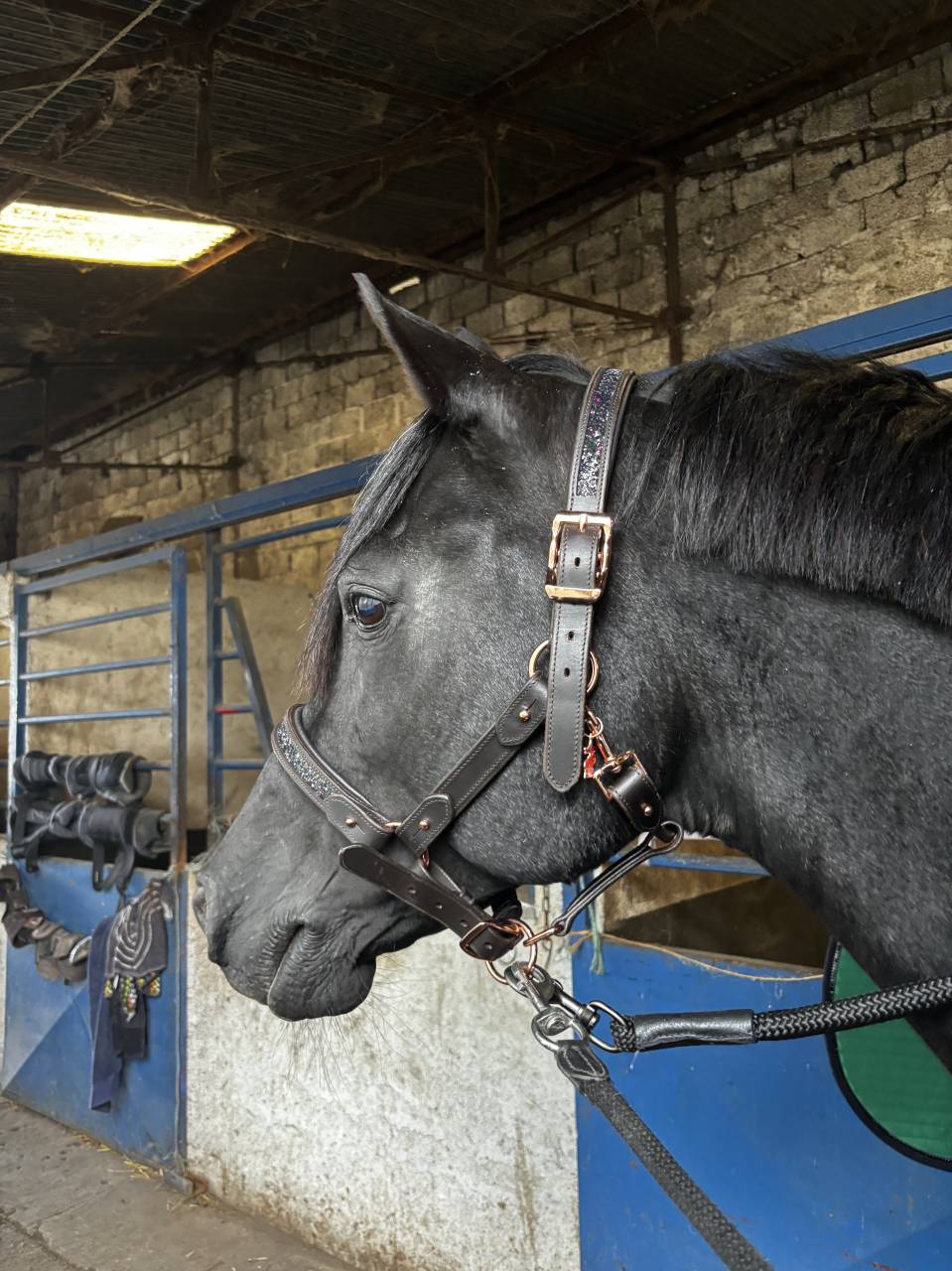 Saiilie Pur-sang. Arabe Noir 