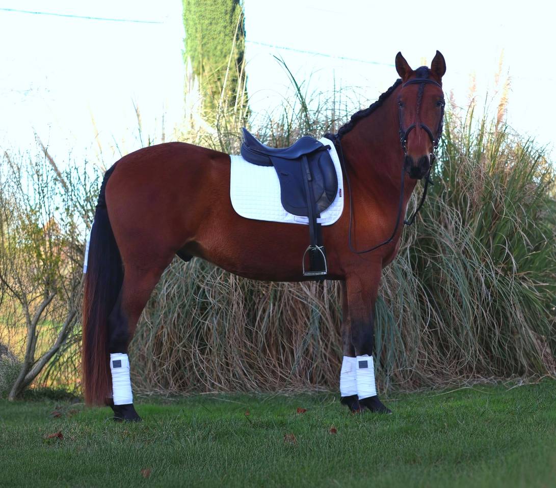 Cobalt ▫️Pure Race Espagnole 