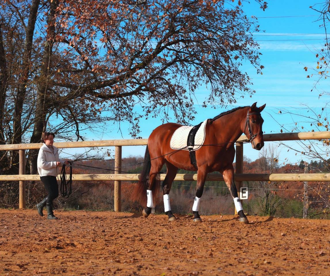 Cobalt ▫️Pure Race Espagnole 