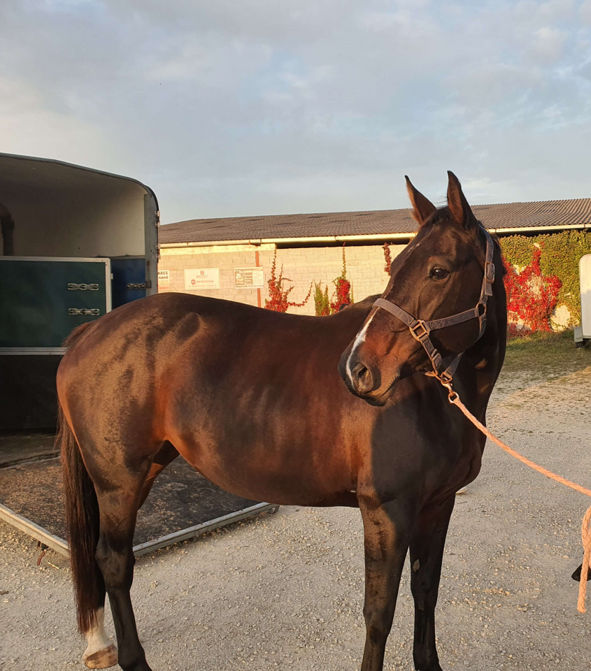 demi pension - F&eacute;licie de Bacon