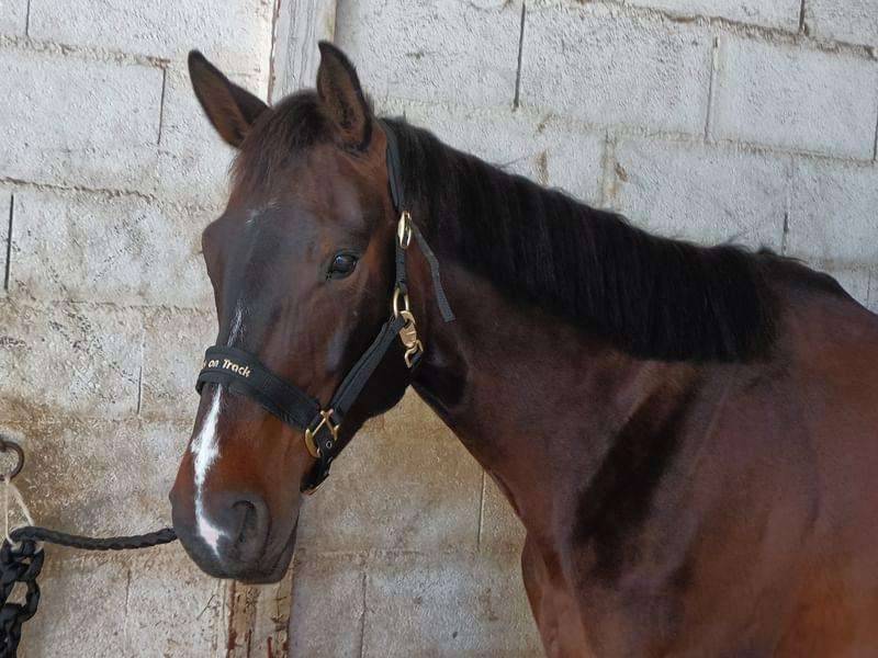 demi pension - F&eacute;licie de Bacon