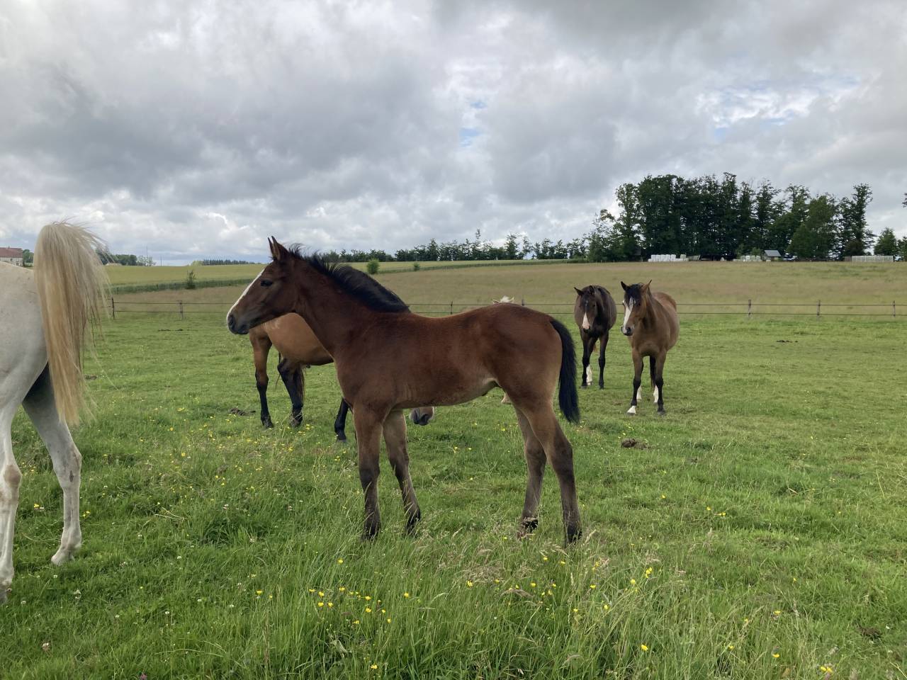 POULAIN M&Acirc;LE AA PAR FUSAIN DU DEFEY * NETWORK