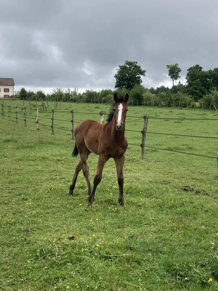 POULAIN M&Acirc;LE AA PAR FUSAIN DU DEFEY * NETWORK