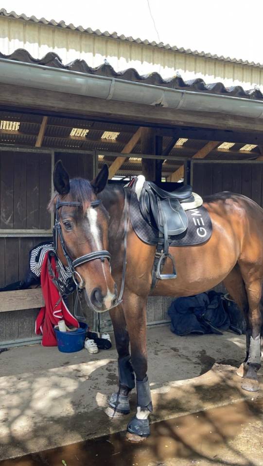 Cheval &agrave; vendre CCE/CSO/loisir