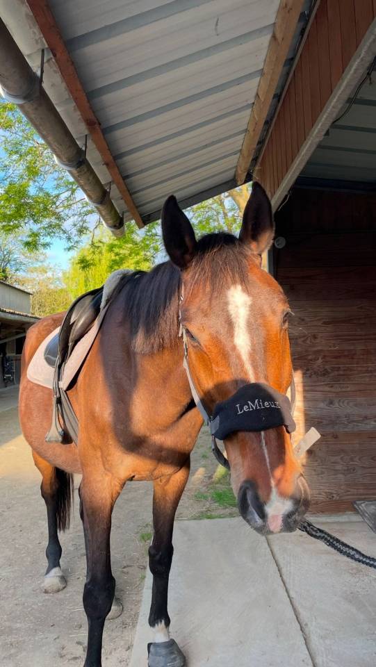 Cheval &agrave; vendre CCE/CSO/loisir