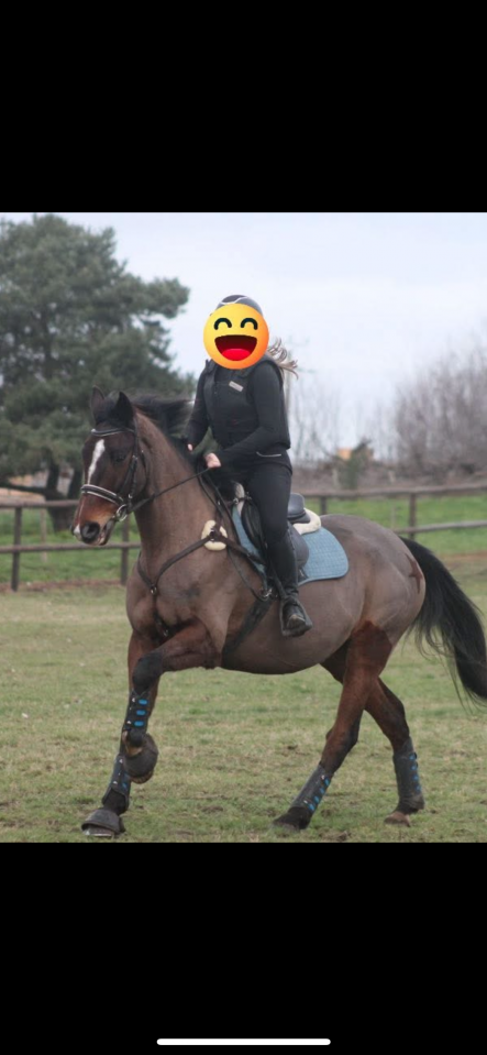 Cheval &agrave; vendre CCE/CSO/loisir