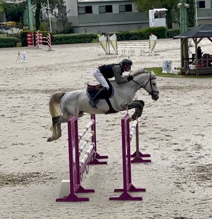 Hongre Zangersheide - 7 ans 