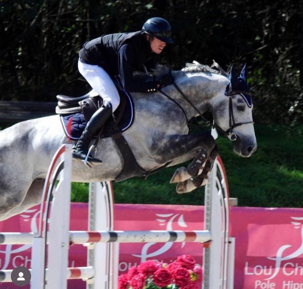 Hongre Zangersheide - 7 ans 