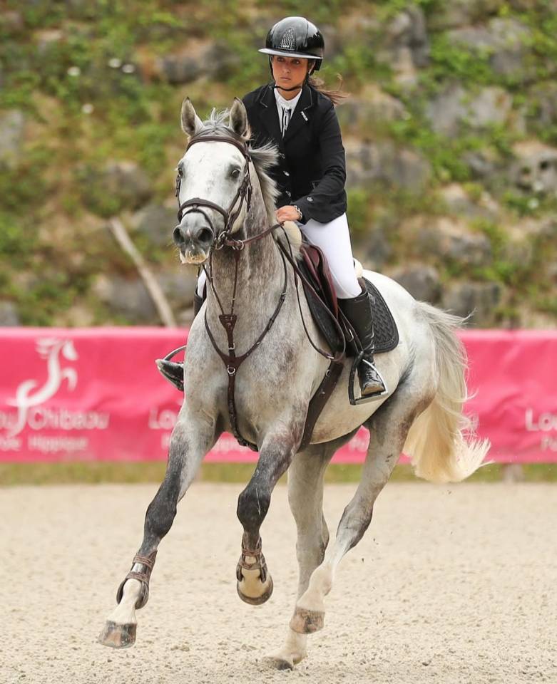 Hongre Zangersheide - 7 ans 