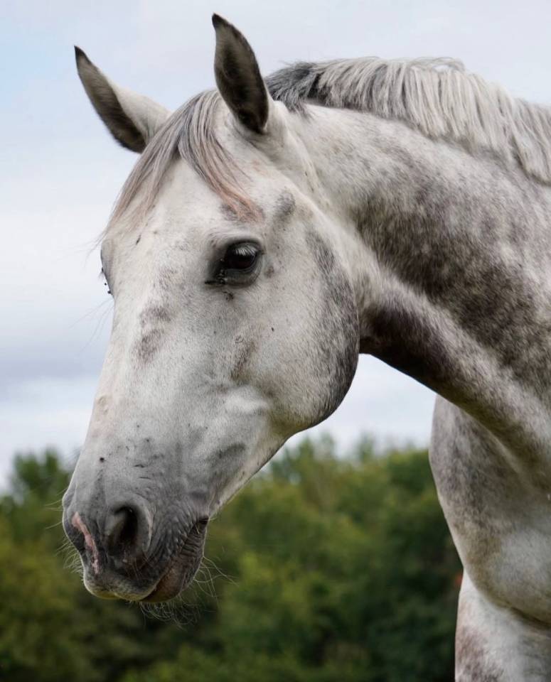 Hongre Zangersheide - 7 ans 