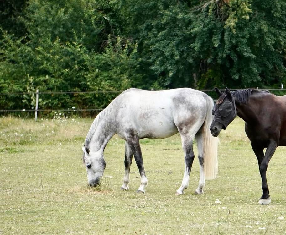 Hongre Zangersheide - 7 ans 