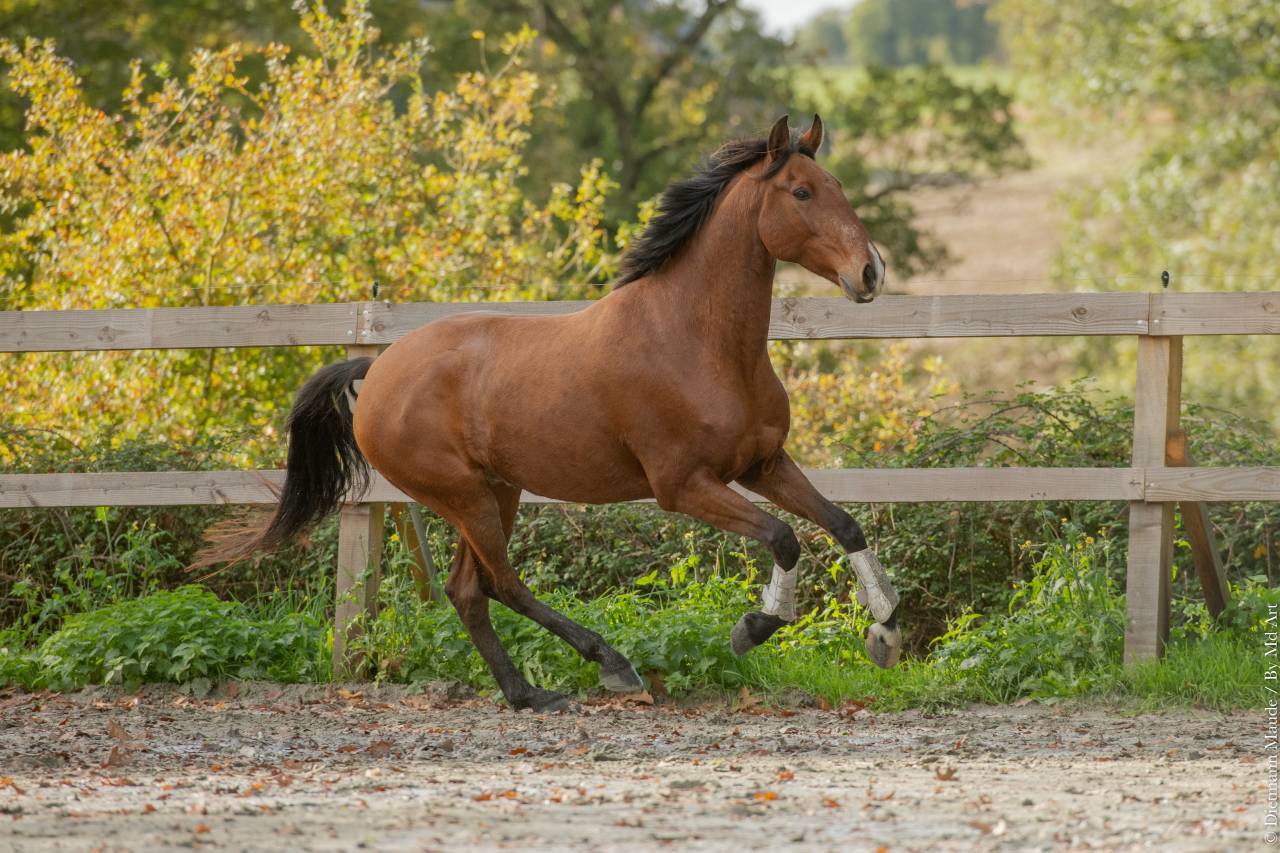 Cheval Lusitanien PP 6 ans
