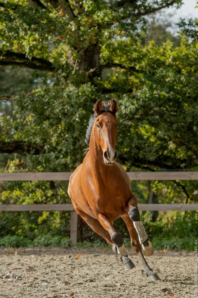Cheval Lusitanien PP 6 ans