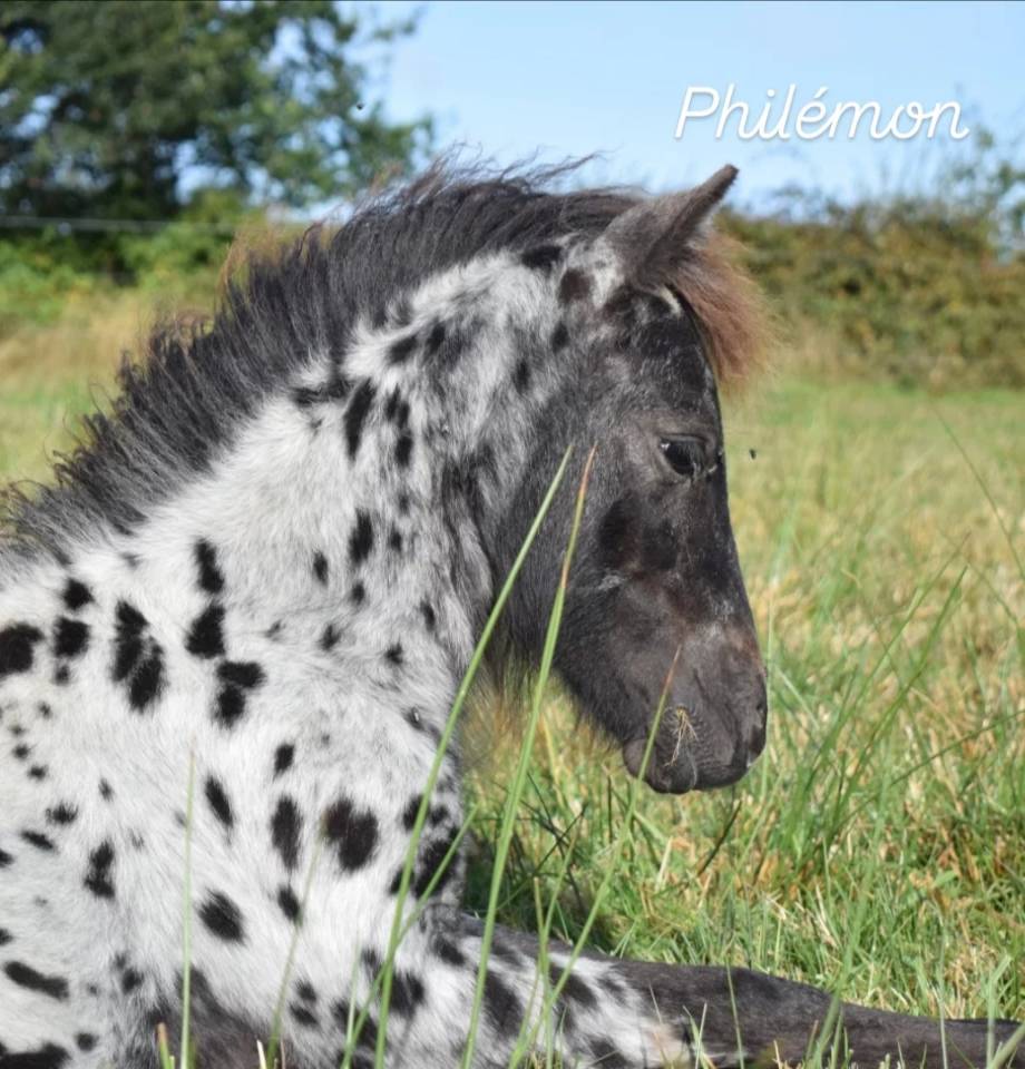 Poney leopard
