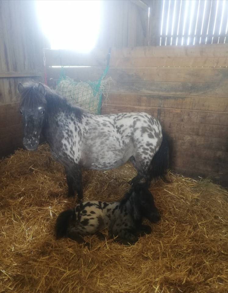 Poney leopard