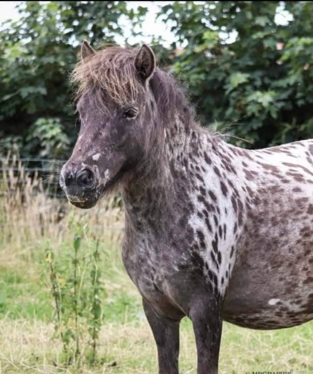 Poney leopard 