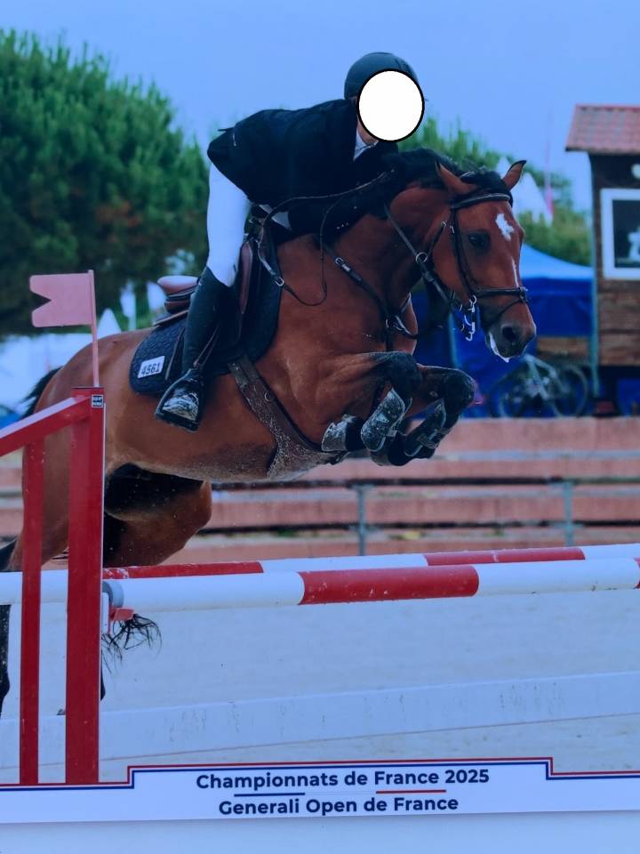 A vendre poney de sport pour As Elite et International
