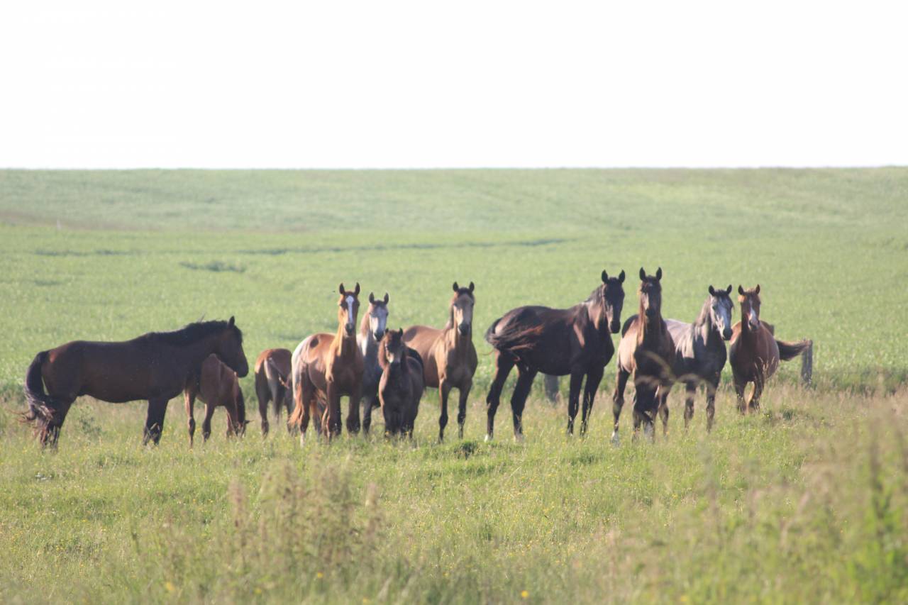 A vendre poneys de sport PFS & Connemara