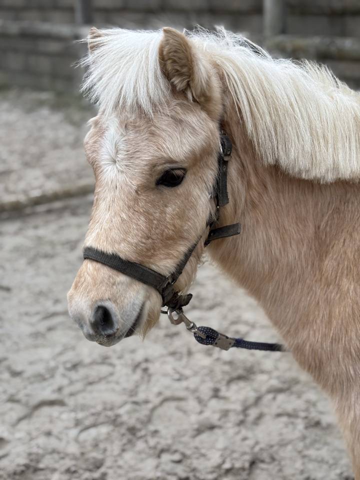 Saillie Cheval Miniature AMHR