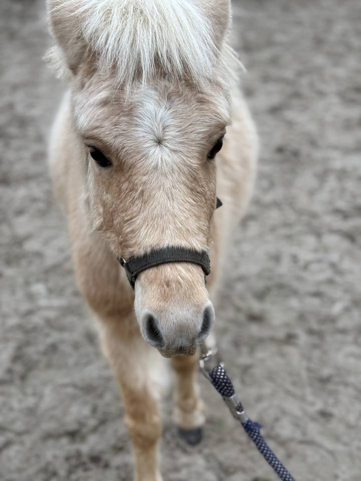 Saillie Cheval Miniature AMHR
